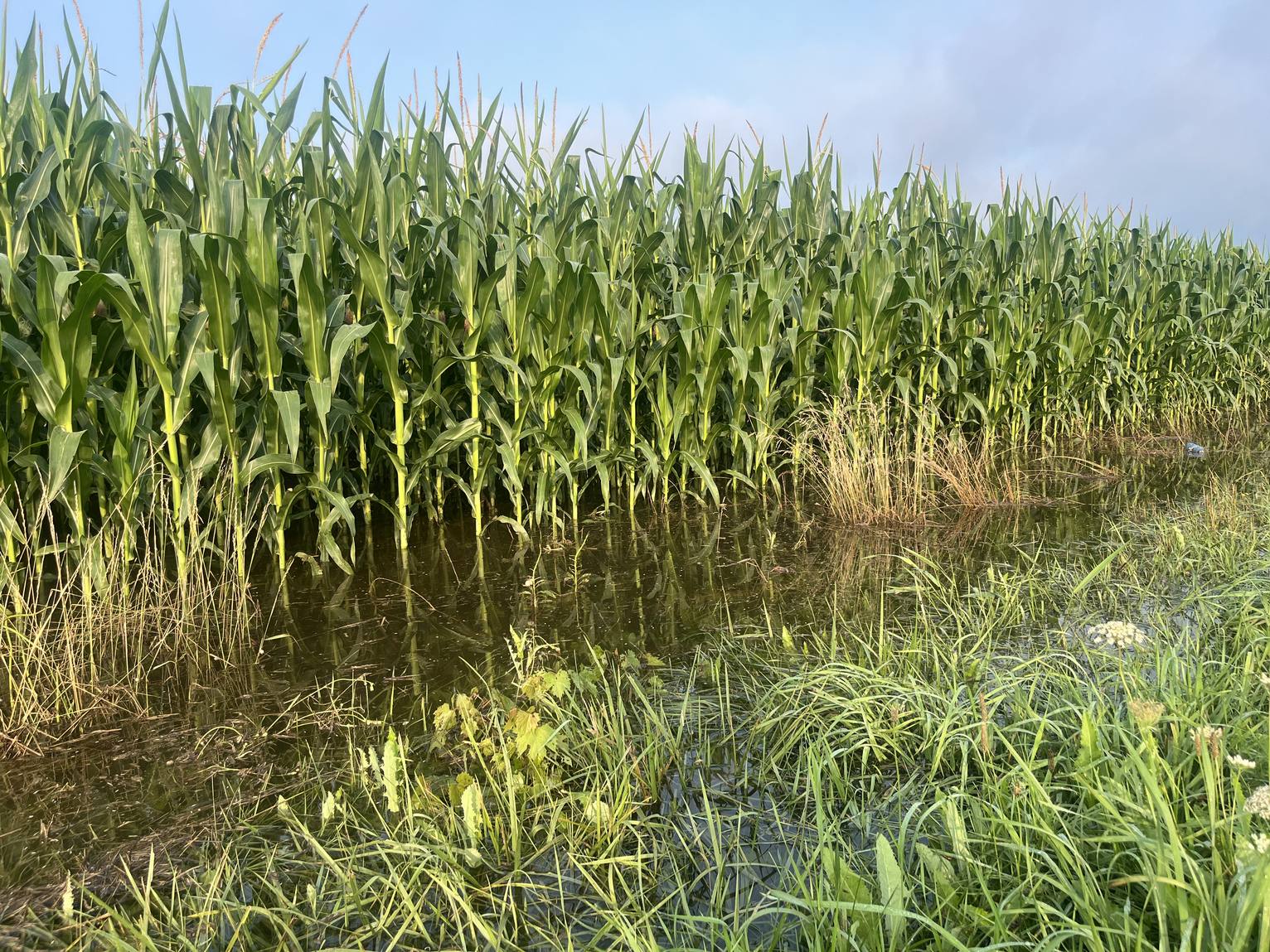 Corn stalks standing in floodwater at the edge of a field beside Mill Road in Southwold Township