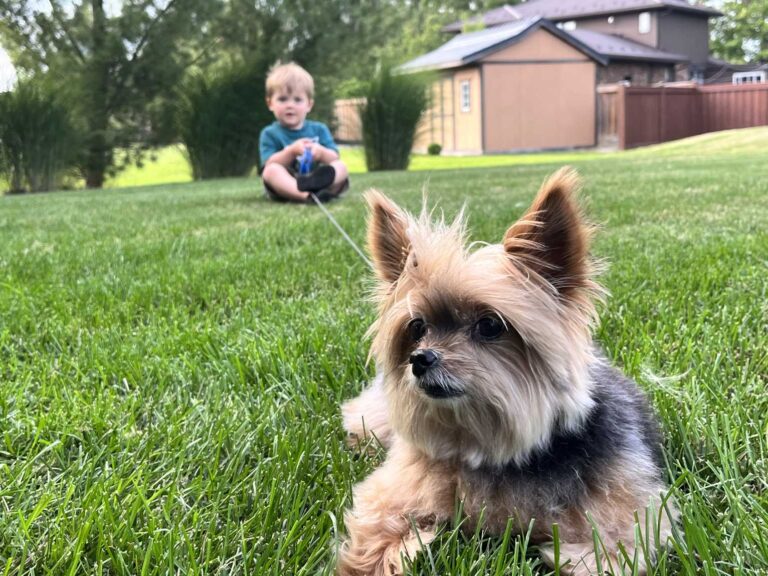 A small Yorkshire terrier lies on a green lawn in a backyard, with a young child sitting on the grass in the soft-focus background.